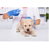 vacina para carrapato em cachorro valores Jardim Hercilia