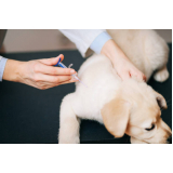 vacina para carrapato em cachorro Parque São Jorge