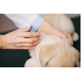 vacina para filhote de cachorro Vila Zilda