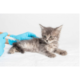 vacina para filhote de gato Vila Nova Manchester