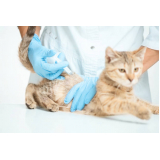 vacina para gato v4 valores Ponte Rasa
