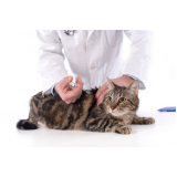 vacina para gato v4 Vila Formosa