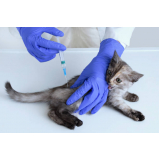 vacina para gato valores Vila Franci