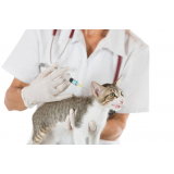 vacina v4 para gatos Vila Costa Melo