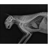 valor de exame de raio x crânio gato Vila Ema