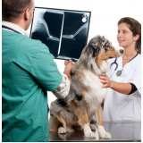 valor de exame de raio x de cachorro Vila Lais