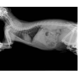 valor de exame de raio x tórax gato Cangaíba