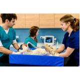 valor de exame de ultrassom abdominal em cães Vila Nova Savoia