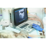 valor de exame de ultrassonografia para cães e gatos Pirambóia