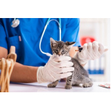 valor de vacina para filhote de gato Vila Ema