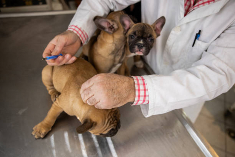 Vacina Antirrábica Cachorro Valores Vila Guilhermina - Vacina contra Raiva Cachorro