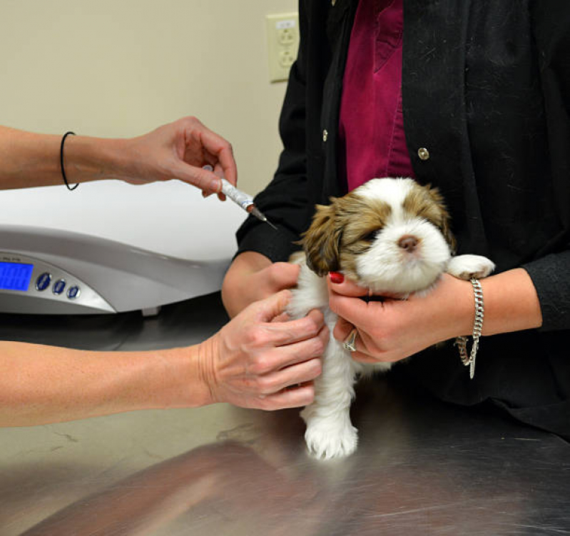 Vacina Antirrábica Cachorro Guaianases - Vacina para Cachorro Zona Leste