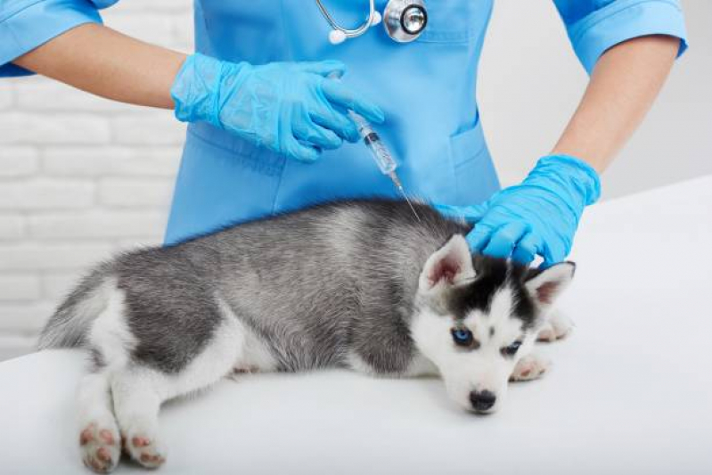 Vacina Antirrábica Canina Valores Conjunto Habitacional Padre Manoel da Nóbrega - Vacina contra Raiva para Cachorro