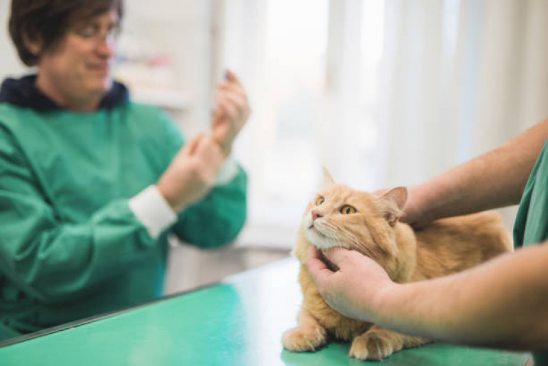 Vacina Antirrábica Gato Penha de França - Vacina contra Raiva Gato