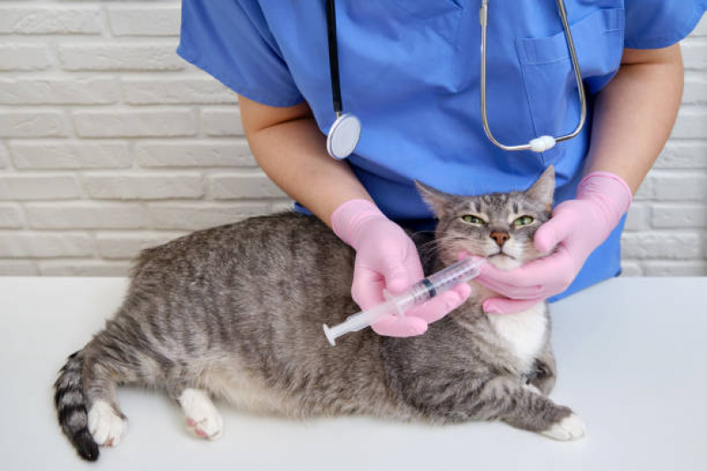 Vacina Antirrábica para Gato Valores Parque Penha - Vacina para Gato