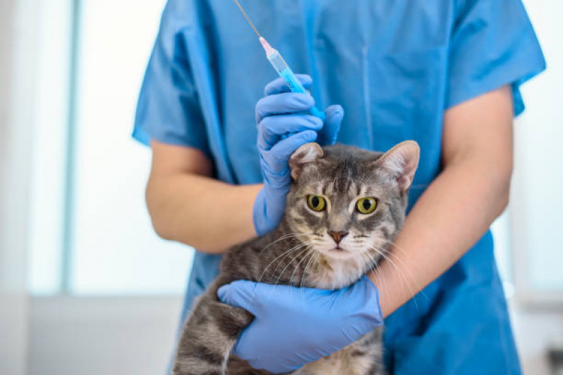 Vacina Antirrábica para Gato Sacomã - Vacina para Gato