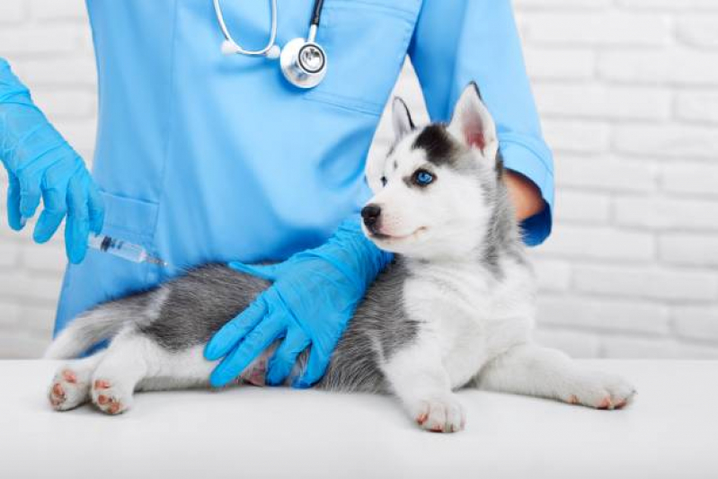 Vacina Cachorro Filhote Parque Bristol - Vacina para Carrapato em Cachorro