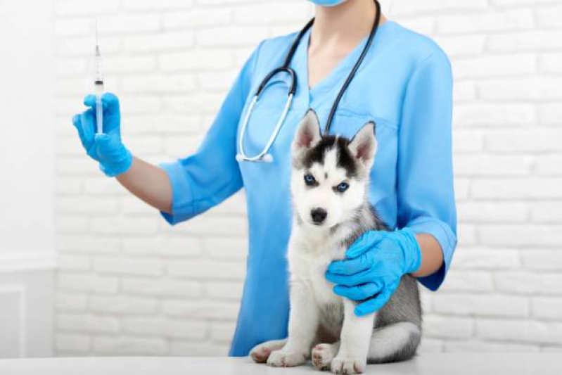 Vacina contra Raiva Cachorro Valores Jardim Santa Terezinha - Vacina da Raiva Cachorro