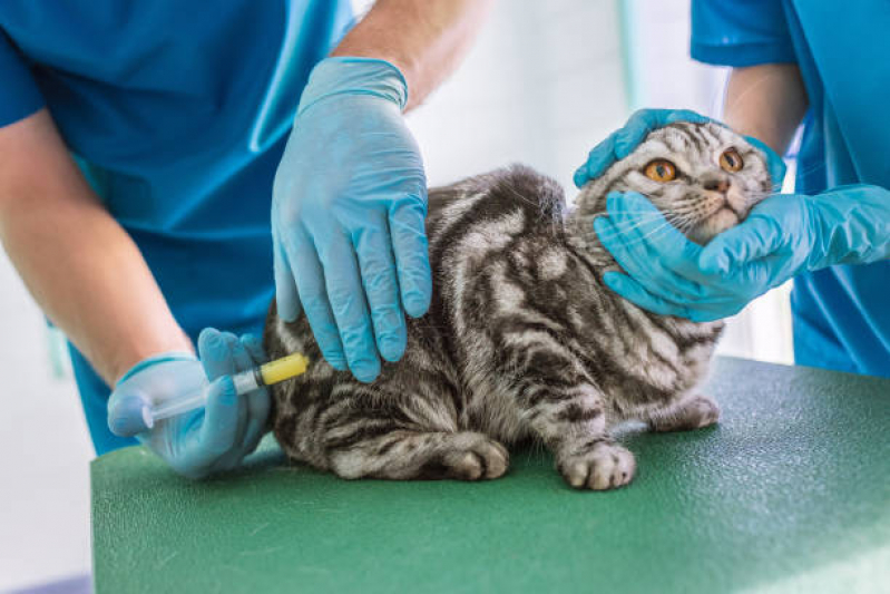 Vacina contra Raiva Gato Guaianases - Vacina para Gato