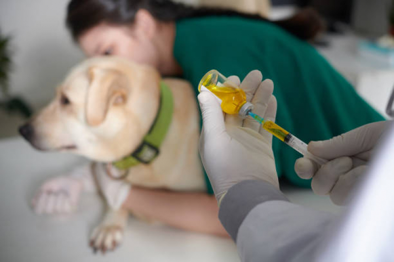 Vacina contra Raiva para Cachorro Vila São Francisco - Vacina para Cachorro Zona Leste
