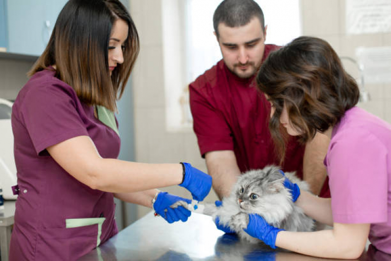 Vacina contra Raiva para Gato Valores Mooca - Vacina para Filhote de Gato
