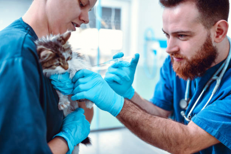Vacina contra Raiva para Gato Parque do Carmo - Vacina para Gato V4