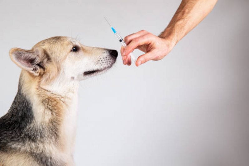 Vacina da Raiva Cachorro Valores Vila São Francisco - Vacina para Cachorro Filhote
