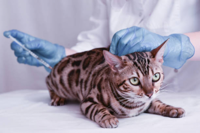 Vacina de Gato V4 Valores Vila Lais - Vacina para Filhote de Gato