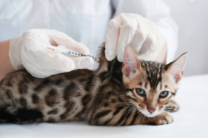 Vacina de Gato V4 Jardim Popular - Vacina para Filhote de Gato