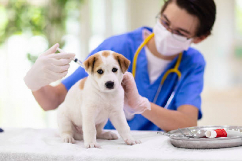 Vacina de Gripe para Cachorro Valores Vila Araguaia - Vacina contra Raiva para Cachorro