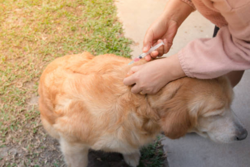 Vacina de Gripe para Cachorro Água Rasa - Vacina para Carrapato em Cachorro
