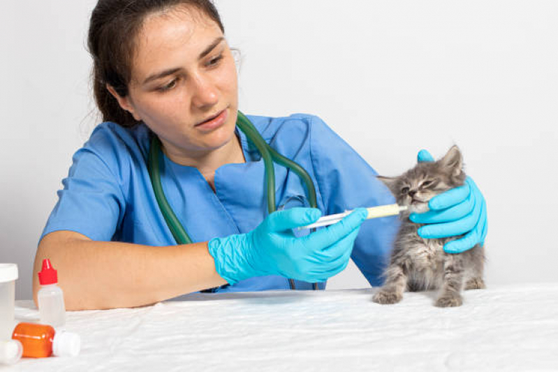 Vacina de Raiva Gato Valores Jardim Aricanduva - Vacina para Filhote de Gato