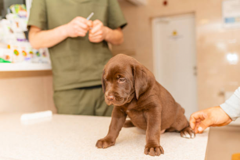 Vacina de Raiva para Cachorro Valores Jardim Vera Cruz - Vacina para Cachorro Zona Leste