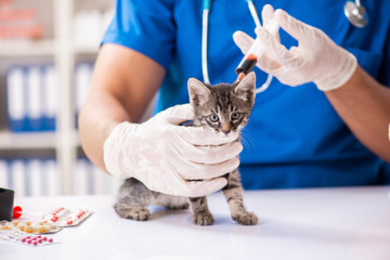 Vacina Gatos Filhote Sacomã - Vacina V4 para Gatos