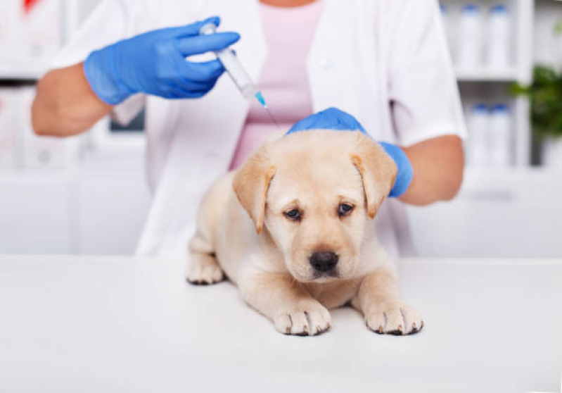 Vacina para Carrapato em Cachorro Valores Vila Beatriz - Vacina da Raiva Cachorro