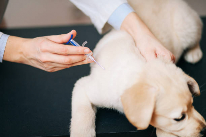 Vacina para Carrapato em Cachorro Vila Marieta - Vacina da Raiva Cachorro