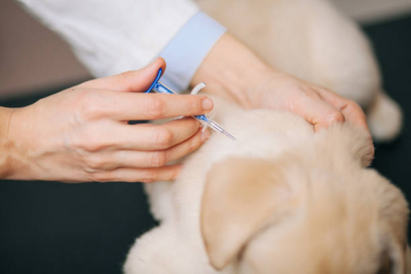 Vacina para Filhote de Cachorro Vila Ré - Vacina para Cachorro Zona Leste