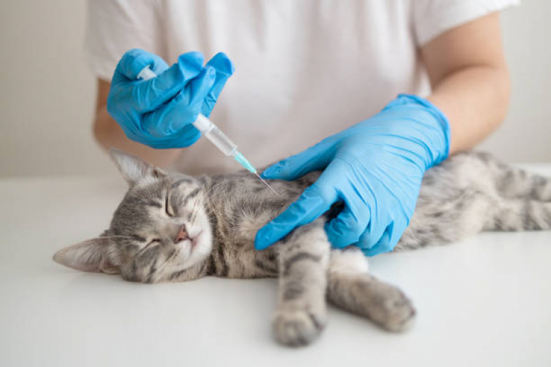 Vacina para Filhote de Gato Valores Fazenda Aricanduva - Vacina para Gato