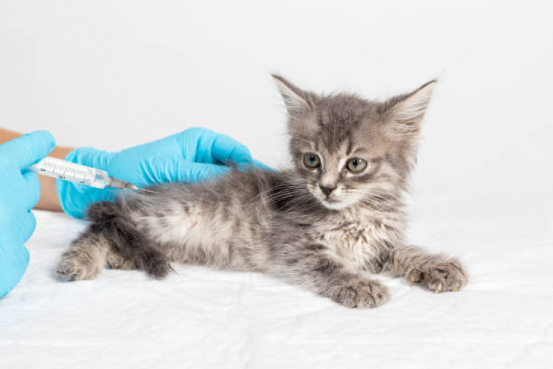 Vacina para Filhote de Gato Jardim Vera Cruz - Vacina para Gato