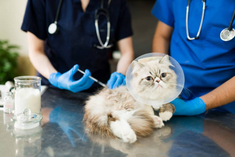 Vacina para Gato Filhote Valores Ermelino Matarazzo - Vacina para Gato V4