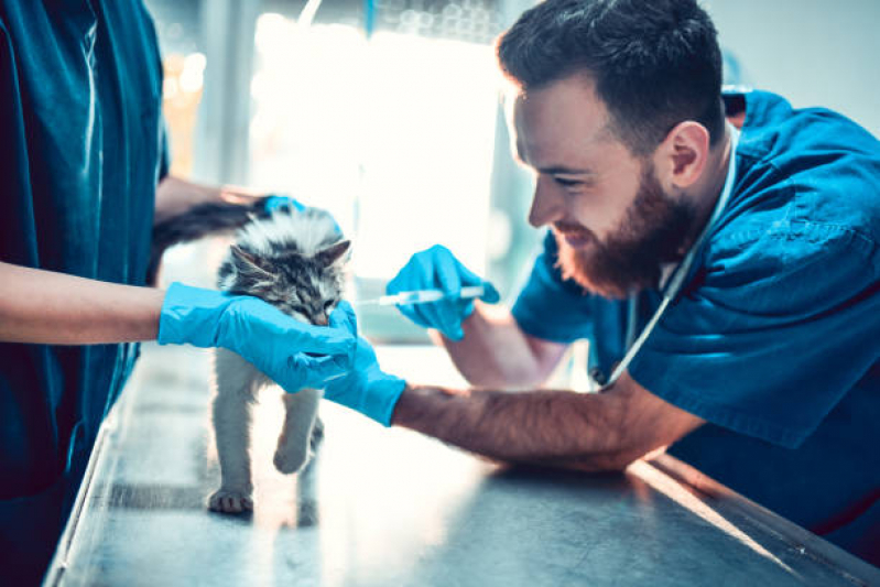 Vacina para Gato Filhote Vila Gomes Cardim - Vacina para Gato V4