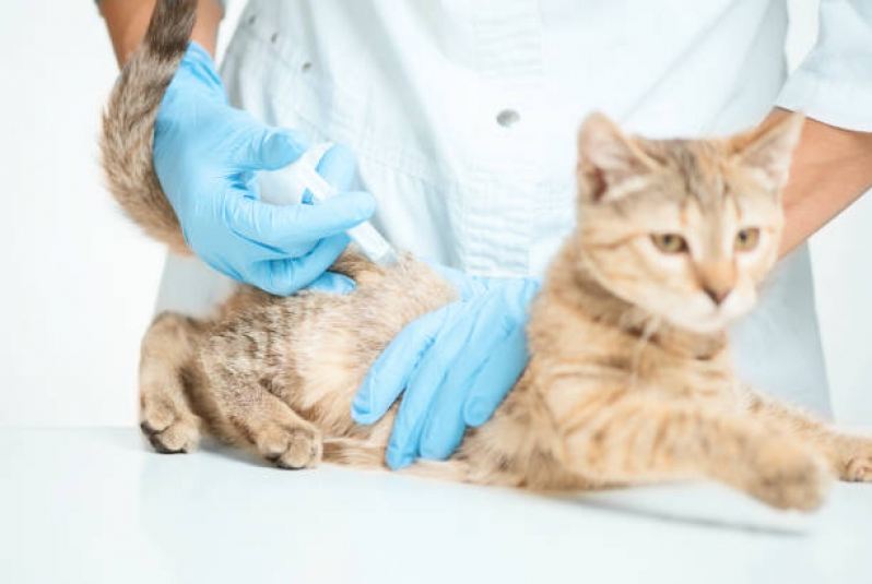 Vacina para Gato V4 Valores Ponte Rasa - Vacina contra Raiva Gato