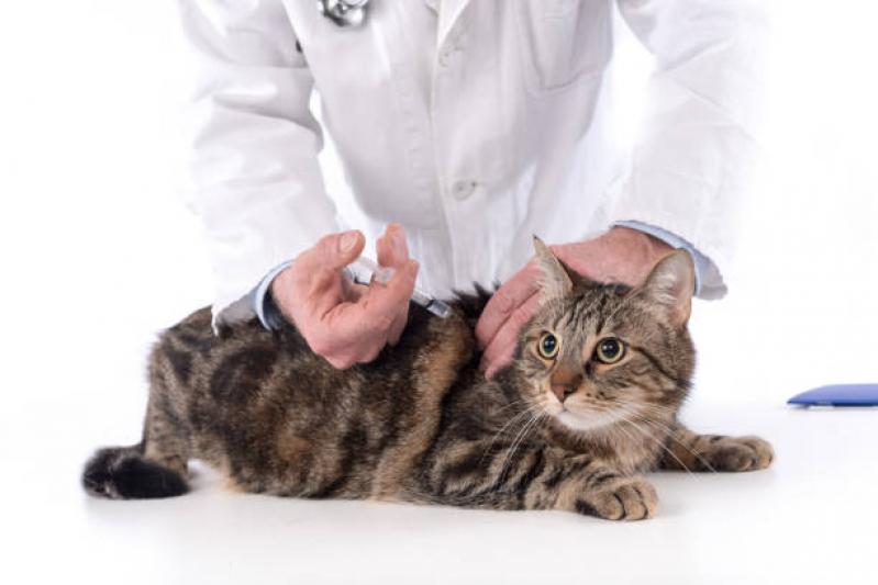 Vacina para Gato V4 Vila Sampaio - Vacina para Gato