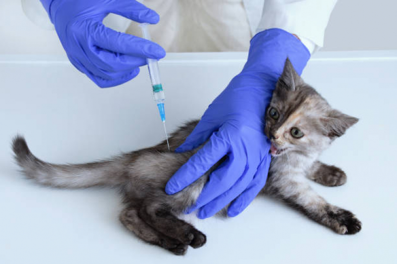 Vacina para Gato Valores Vila São Francisco - Vacina para Gato V4