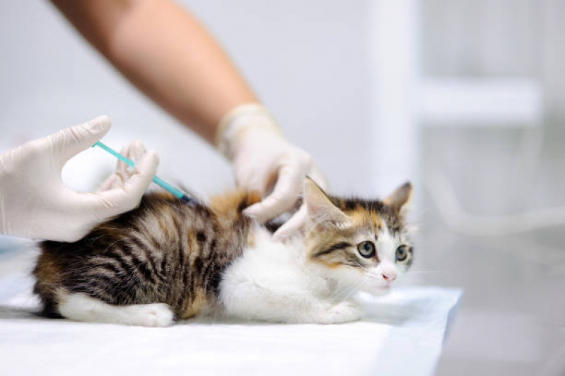 Vacina para Gato Vila Araguaia - Vacina para Gato