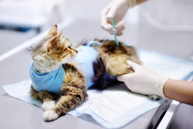 Vacina V4 para Gatos Valores Jardim Assunção - Vacina para Gato V4