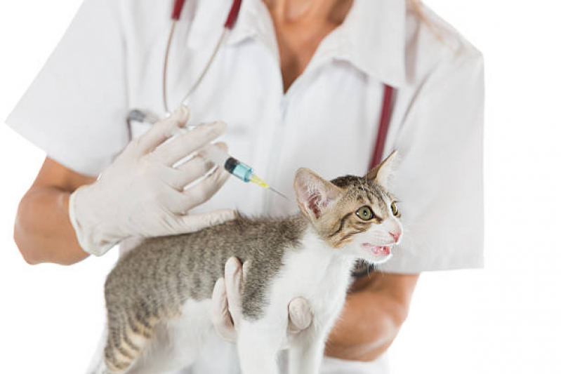 Vacina V4 para Gatos Jardim De Lorenzo - Vacina para Filhote de Gato