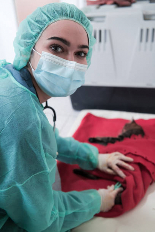 Valor de Cirurgia Cistotomia para Gatos Vila Sampaio - Cirurgia Obstrução Intestinal