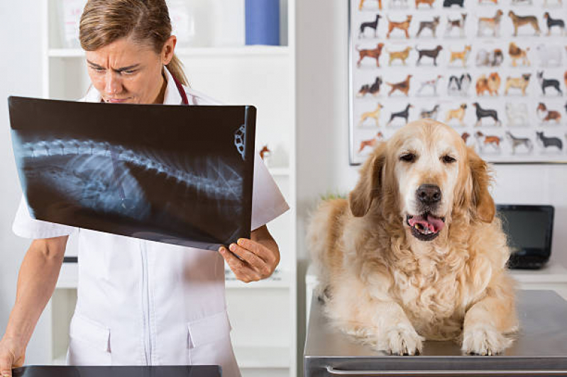 Valor de Exame de Imagem Veterinário Moinho Velho - Exame de Eletrocardiograma para Cachorro