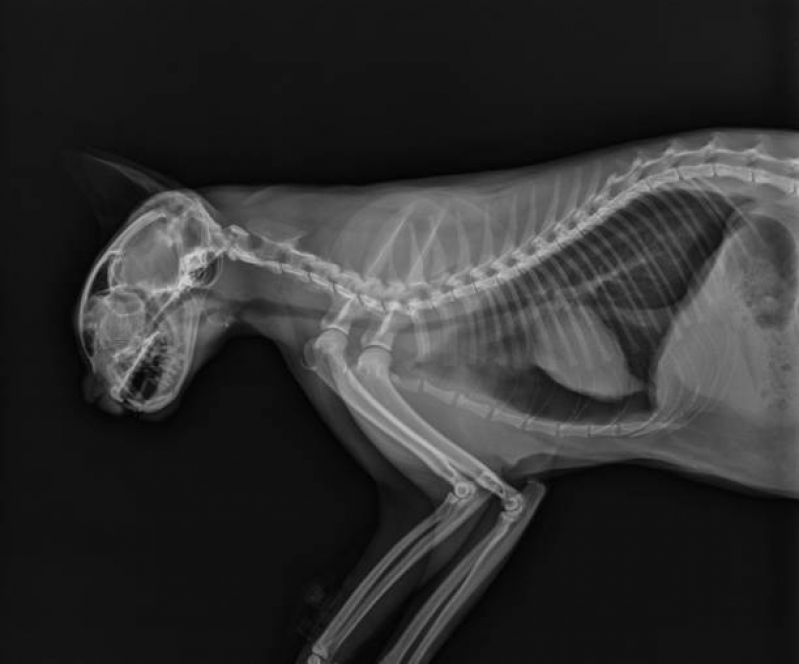 Valor de Exame de Raio X Crânio Gato Jardim Santa Terezinha - Exame de Raio X Animal